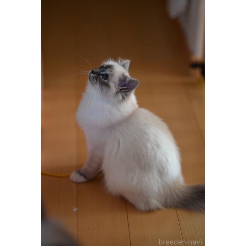 販売中の群馬県のバーマン-129813の3枚目