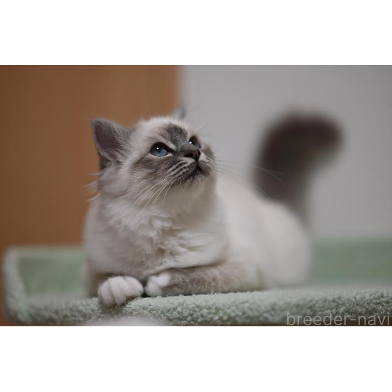 販売中の群馬県のバーマン-129813の2枚目