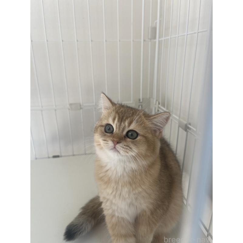 販売中の埼玉県のブリティッシュショートヘア-130379の3枚目