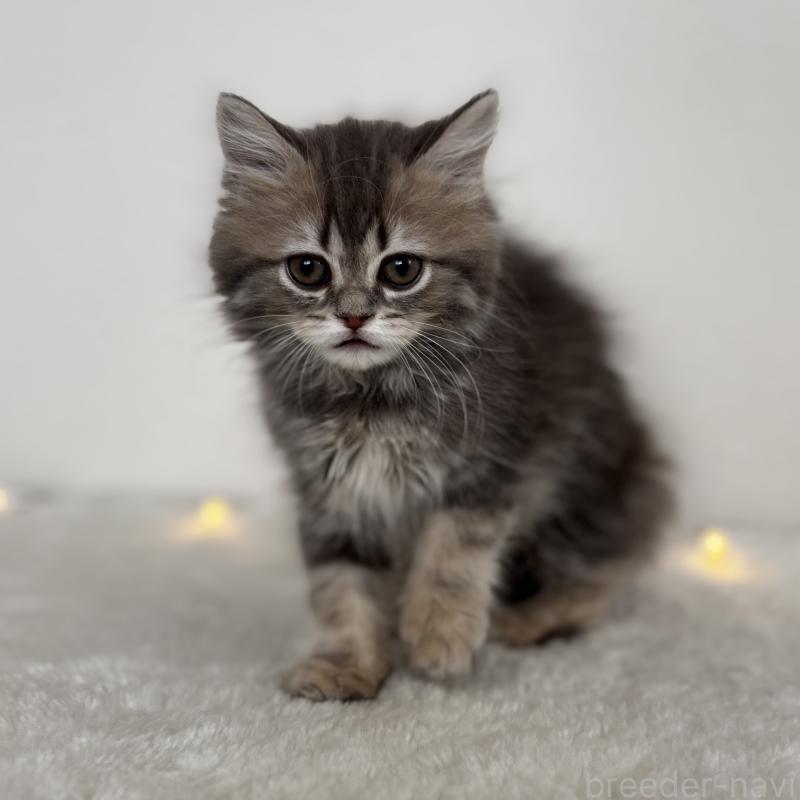 成約済の埼玉県のミヌエット-133522の2枚目