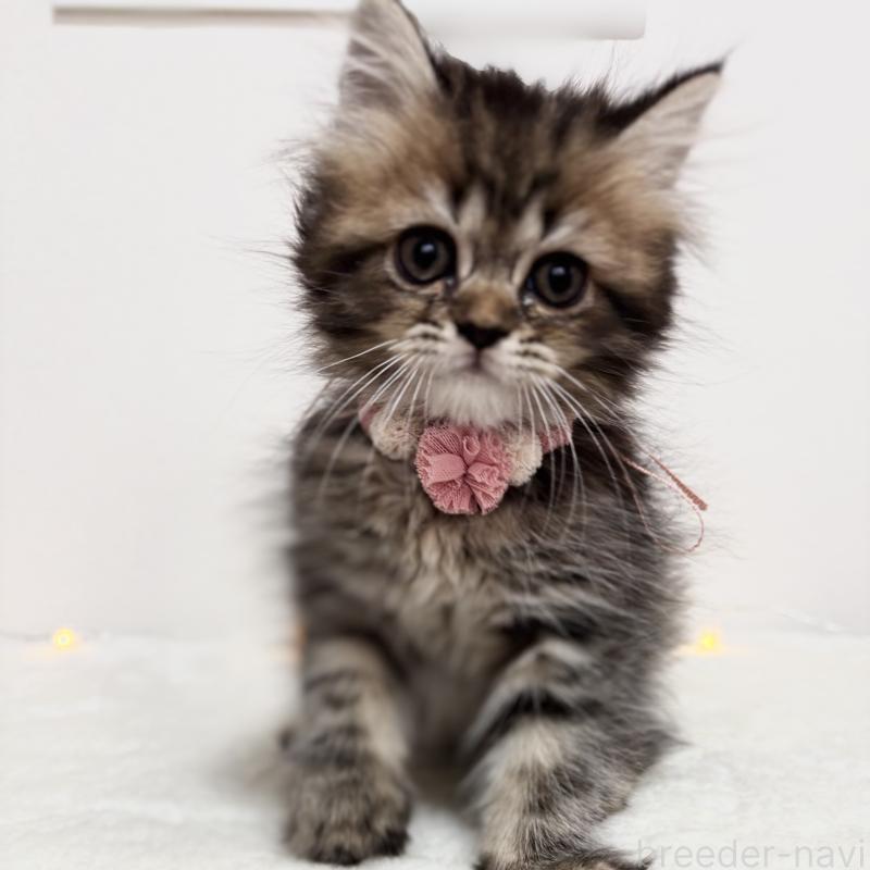 販売中の埼玉県のブリティッシュロングヘア-132324