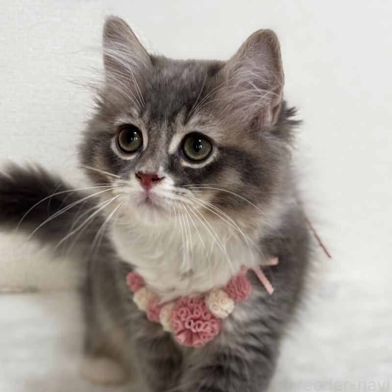 販売中の埼玉県のマンチカン-129006