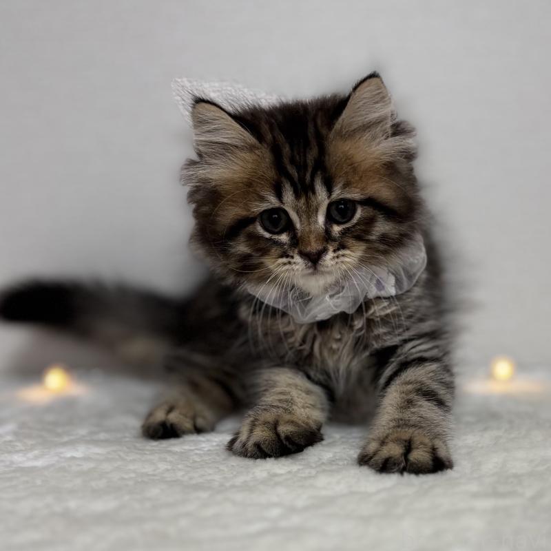 成約済の埼玉県のブリティッシュロングヘア-132323の5枚目