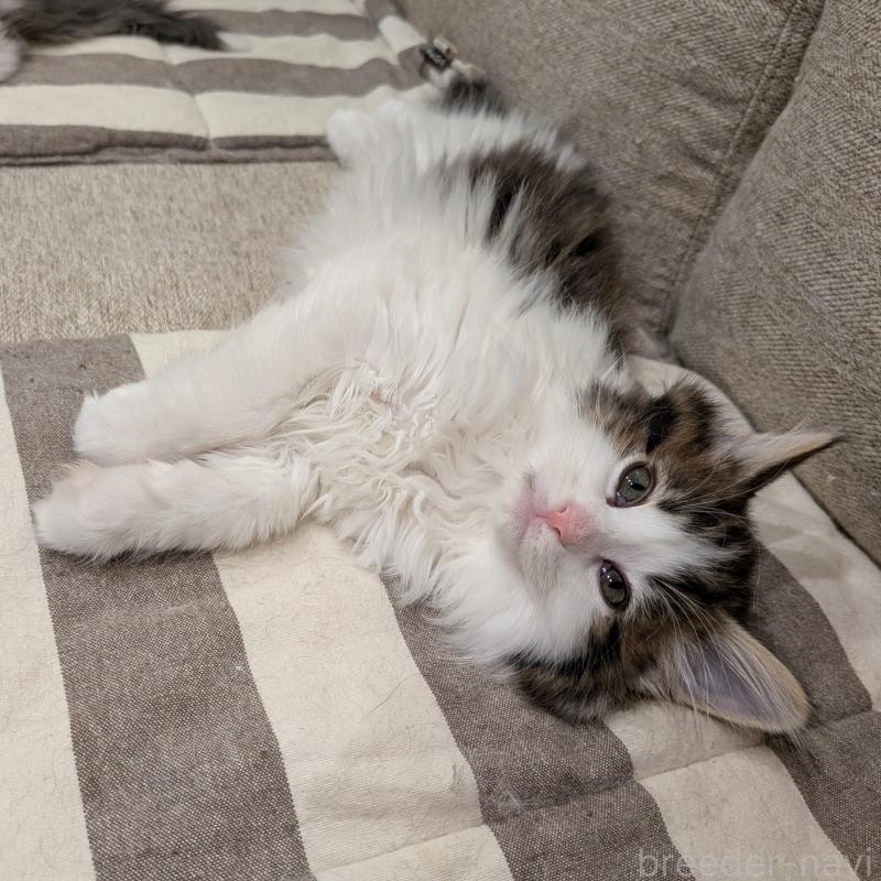 販売中の埼玉県のノルウェージャンフォレストキャット-134153