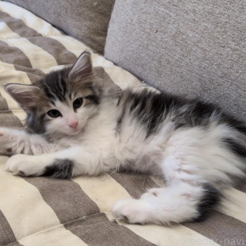 販売中の埼玉県のノルウェージャンフォレストキャット-134169の4枚目