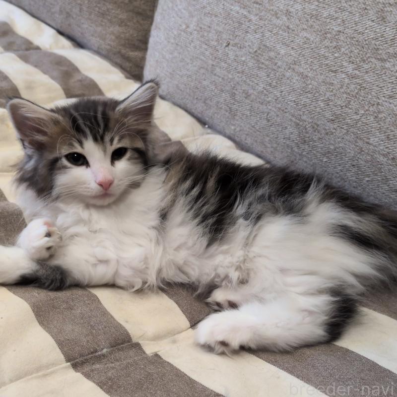 販売中の埼玉県のノルウェージャンフォレストキャット-134169の3枚目