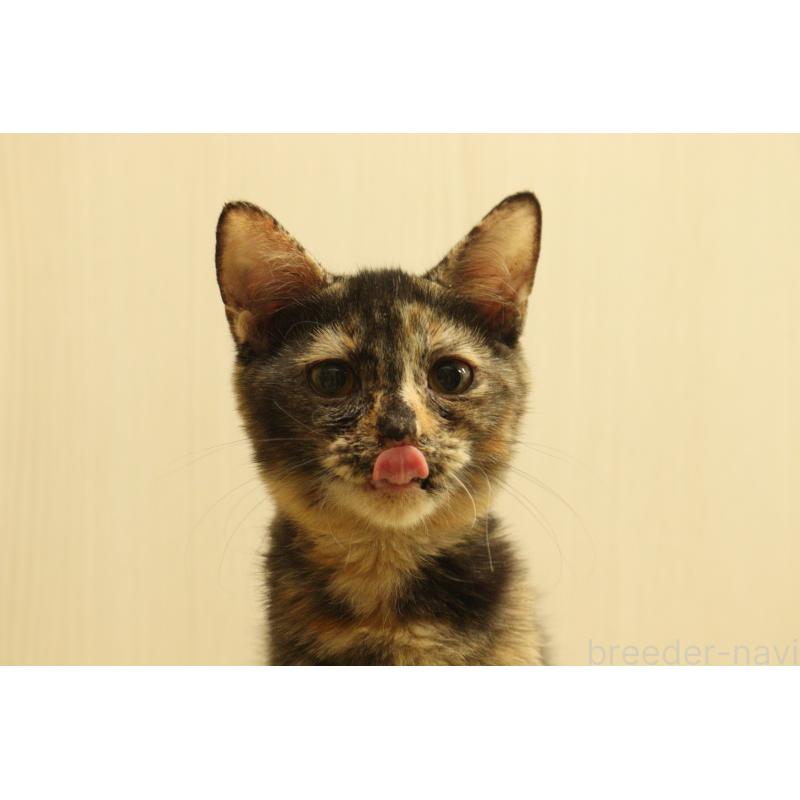 販売中の東京都のマンチカン-134575の4枚目