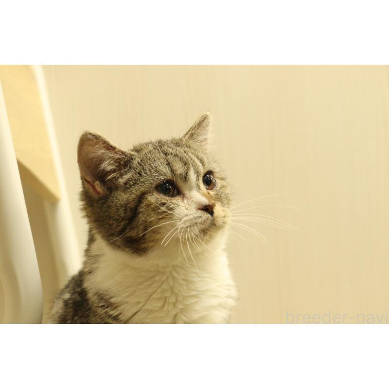 販売中の東京都のマンチカン-135546の4枚目