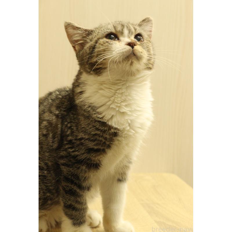 販売中の東京都のマンチカン-135546の2枚目