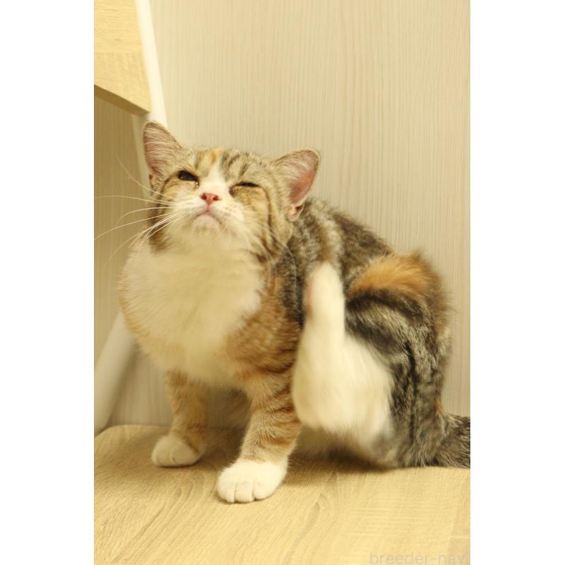 販売中の東京都のマンチカン-135547の3枚目