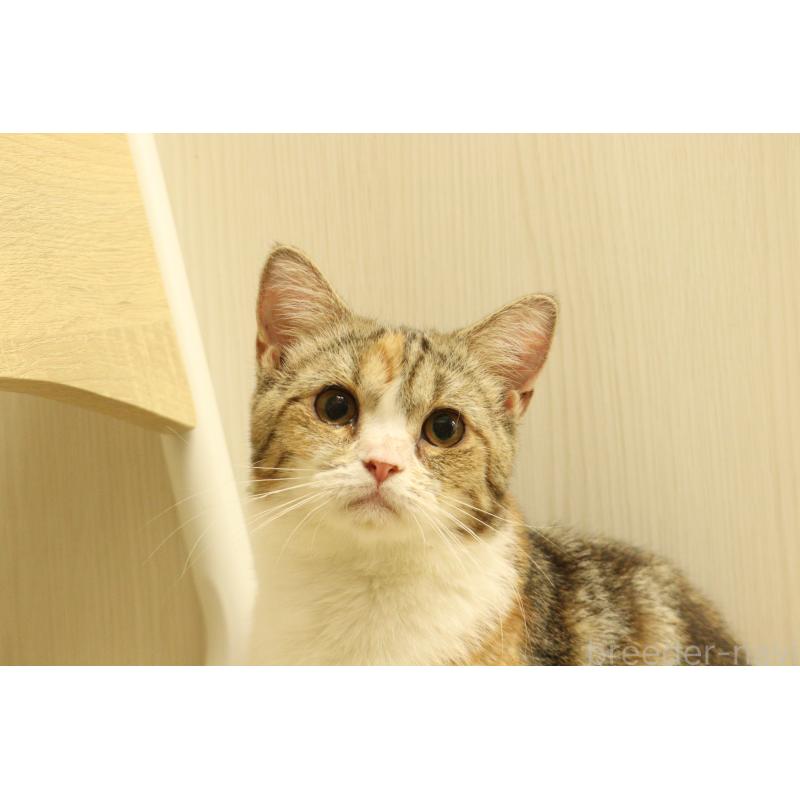 販売中の東京都のマンチカン-135547の2枚目