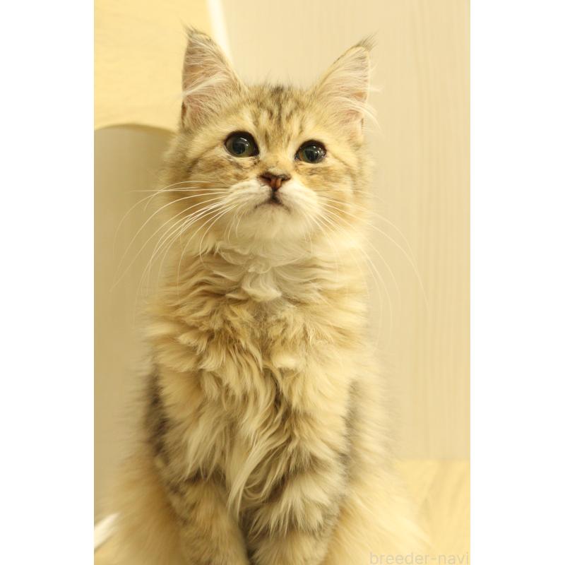 販売中の東京都のサイベリアン-135550の3枚目