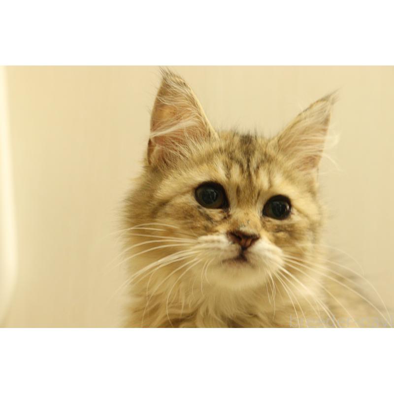 販売中の東京都のサイベリアン-135550の2枚目