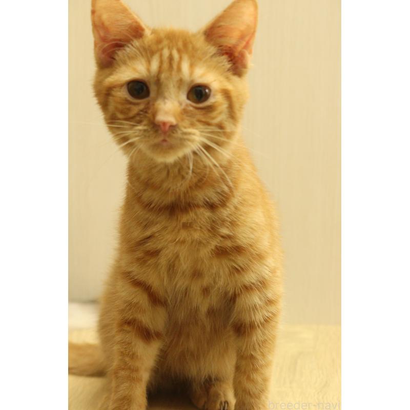 販売中の東京都のマンチカン-135551の3枚目