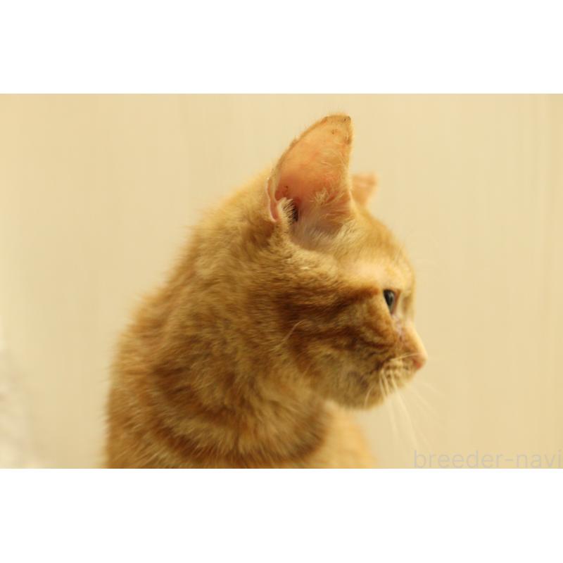 販売中の東京都のマンチカン-135551の2枚目