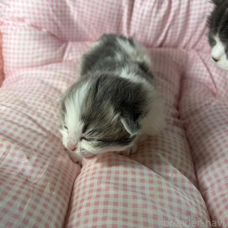 販売中の愛知県のサイベリアン-135558の12枚目