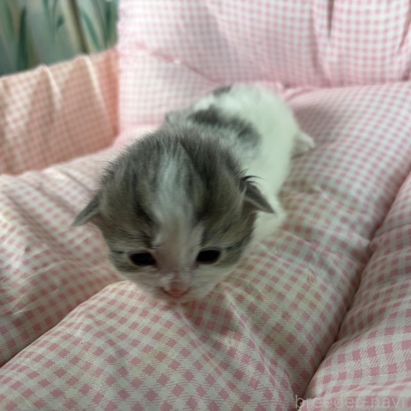 販売中の愛知県のサイベリアン-135558の11枚目