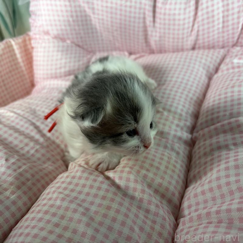 販売中の愛知県のサイベリアン-135558の10枚目