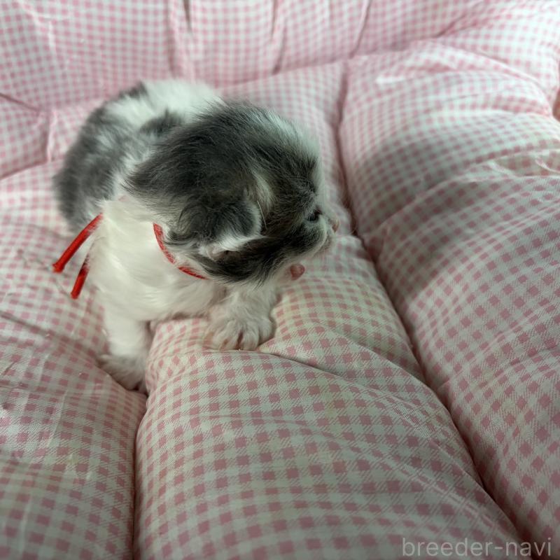 販売中の愛知県のサイベリアン-135558の9枚目