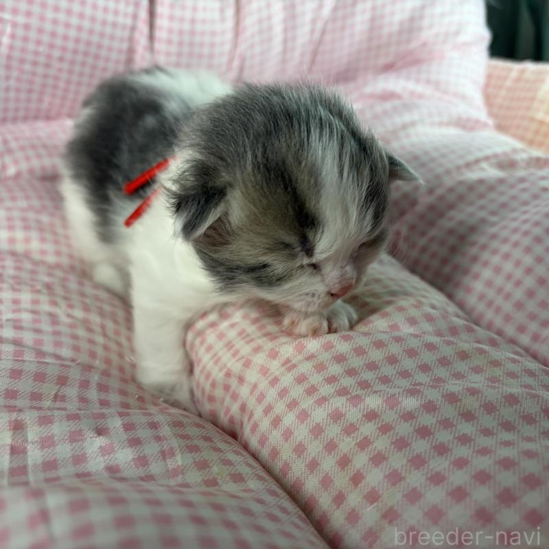 販売中の愛知県のサイベリアン-135558の8枚目