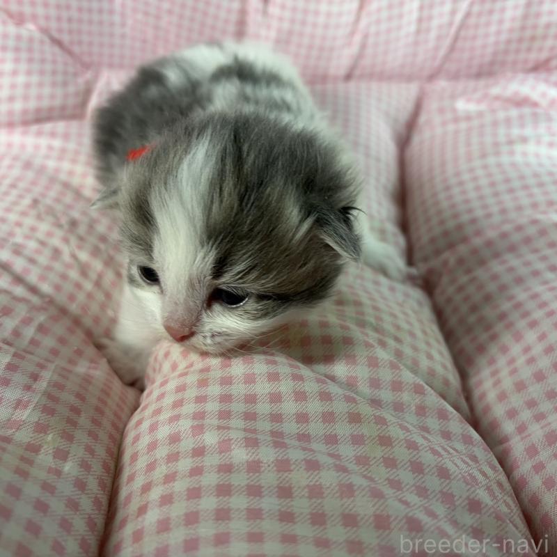 販売中の愛知県のサイベリアン-135558の7枚目