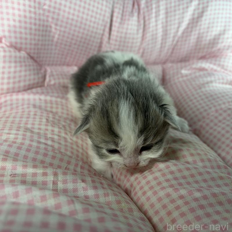 販売中の愛知県のサイベリアン-135558の6枚目