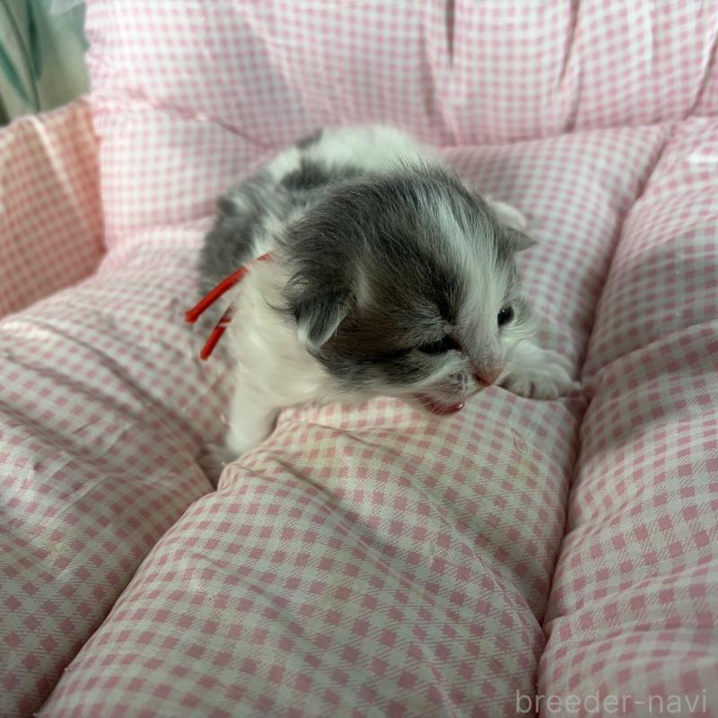 販売中の愛知県のサイベリアン-135558の5枚目