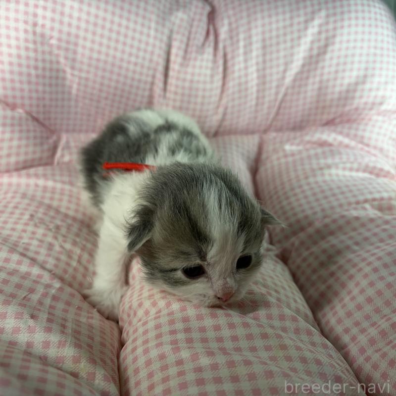 販売中の愛知県のサイベリアン-135558の4枚目