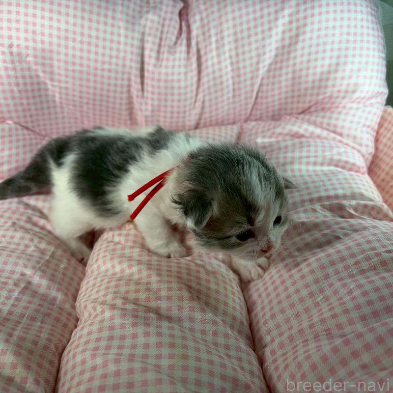 販売中の愛知県のサイベリアン-135558の3枚目