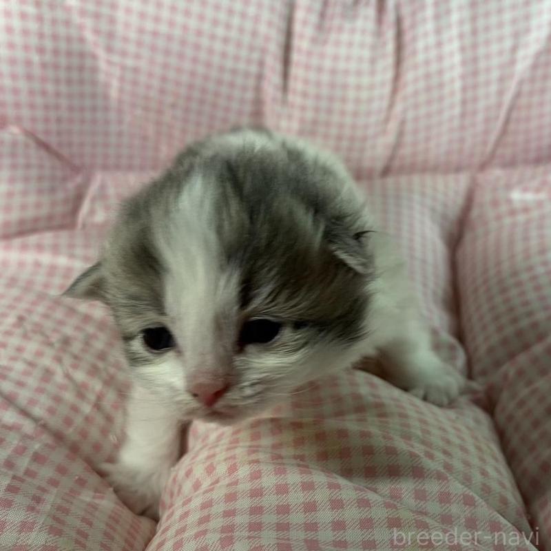 販売中の愛知県のサイベリアン-135558