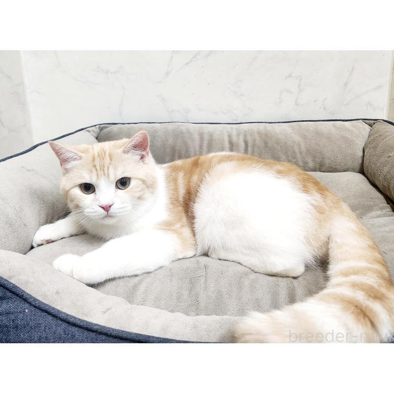 販売中の北海道のスコティッシュフォールド-123385の3枚目