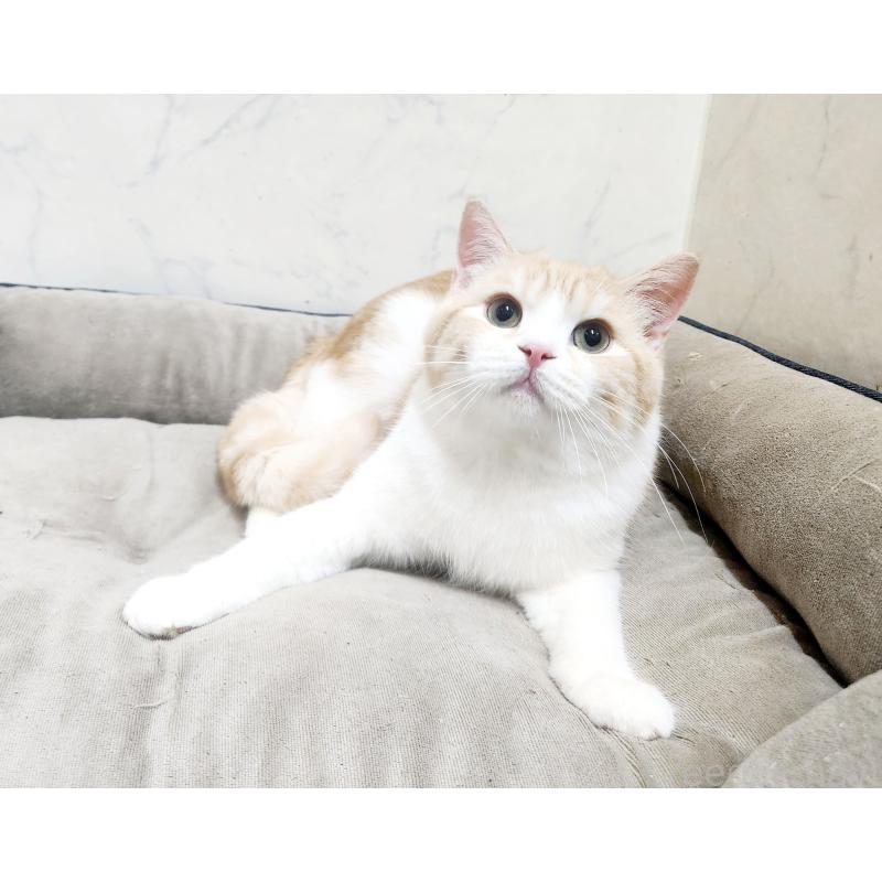 販売中の北海道のスコティッシュフォールド-123385の2枚目