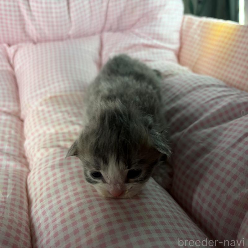 販売中の愛知県のサイベリアン-135559の10枚目