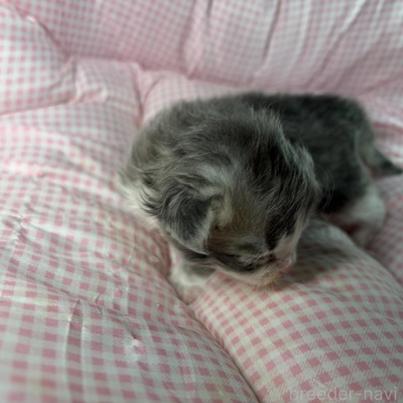 販売中の愛知県のサイベリアン-135559の7枚目