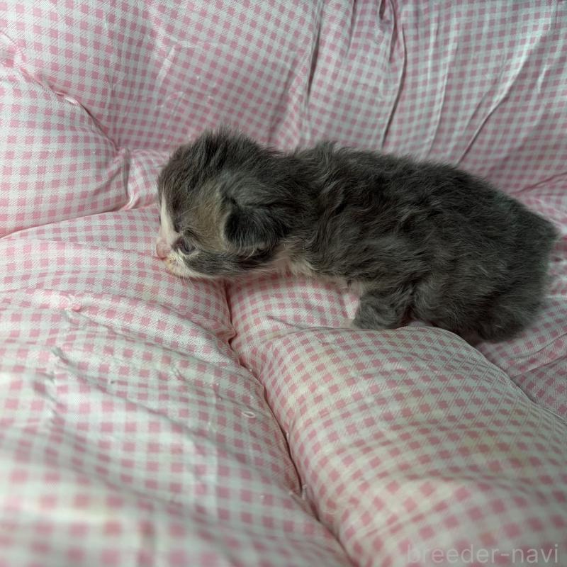 販売中の愛知県のサイベリアン-135559の6枚目