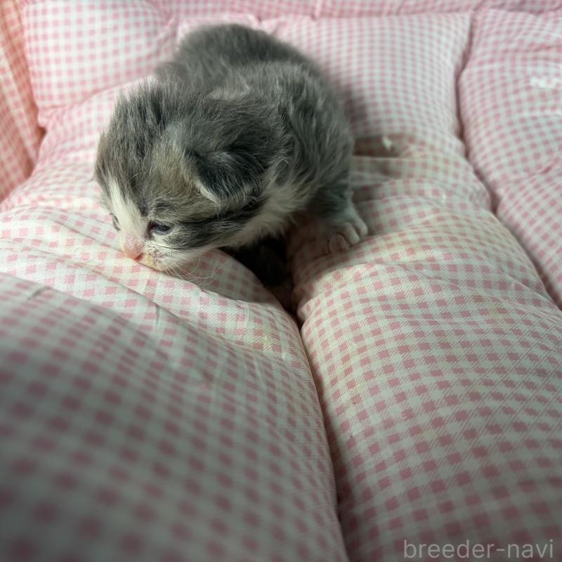 販売中の愛知県のサイベリアン-135559の5枚目