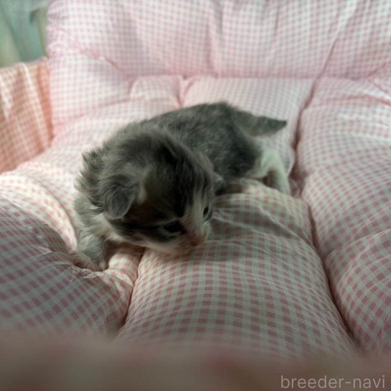 販売中の愛知県のサイベリアン-135559の4枚目