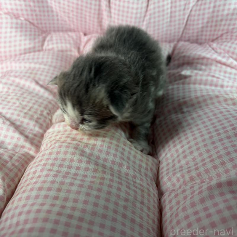 販売中の愛知県のサイベリアン-135559の3枚目