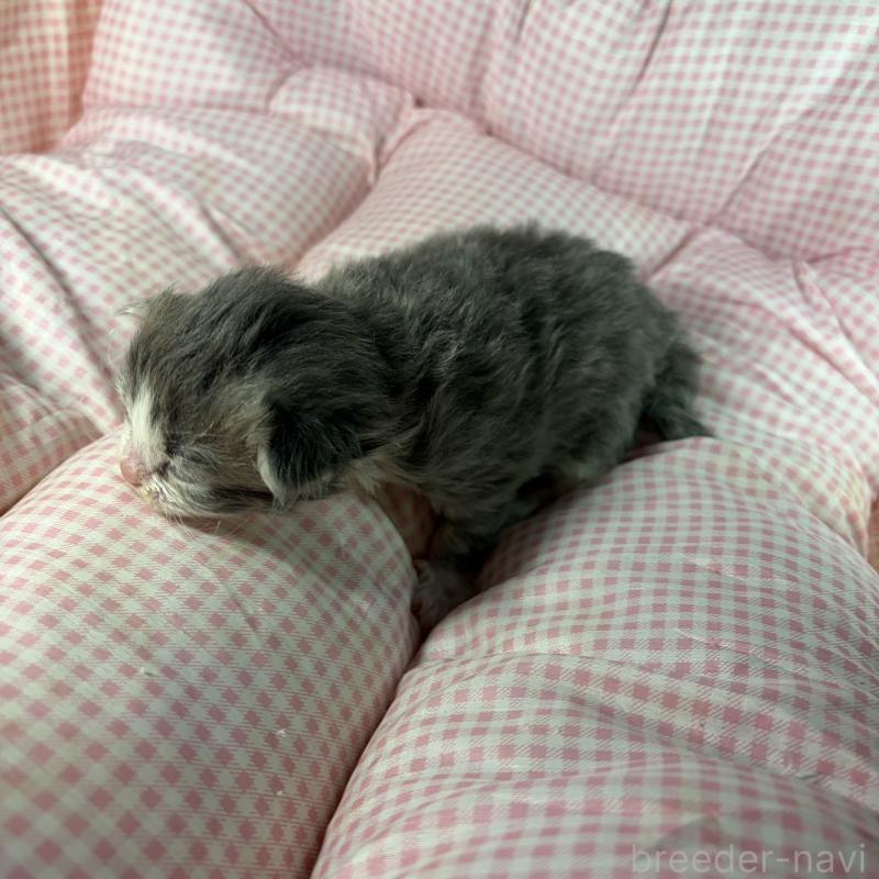 販売中の愛知県のサイベリアン-135559の2枚目