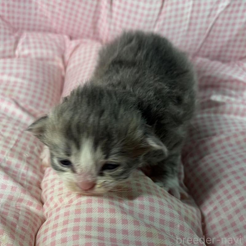 販売中の愛知県のサイベリアン-135559