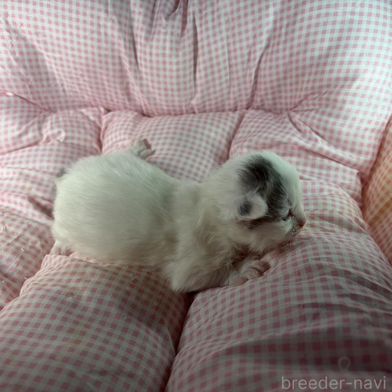 販売中の愛知県のサイベリアン-135560の10枚目