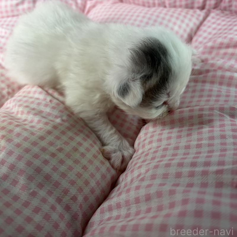 販売中の愛知県のサイベリアン-135560の9枚目