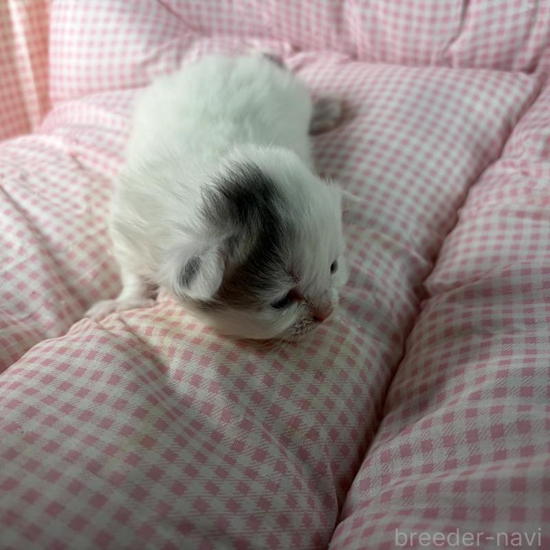 販売中の愛知県のサイベリアン-135560の7枚目