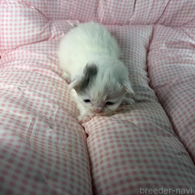 販売中の愛知県のサイベリアン-135560の6枚目