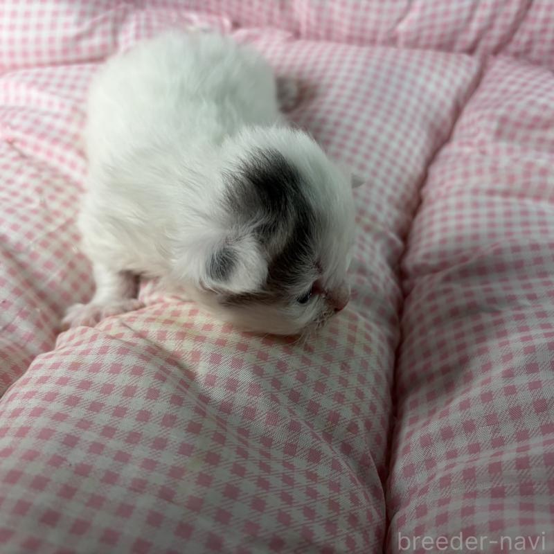 販売中の愛知県のサイベリアン-135560の5枚目