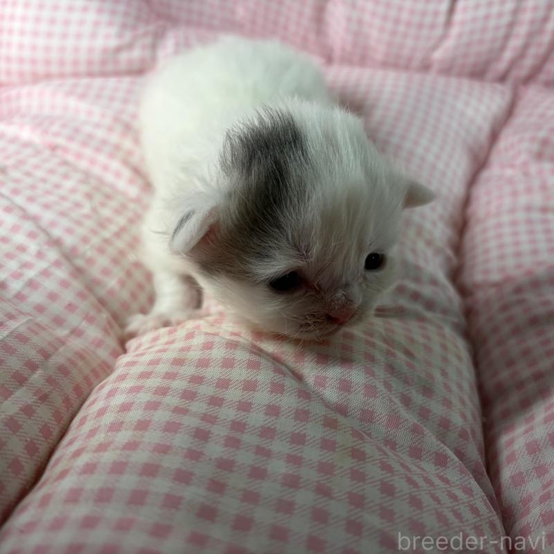 販売中の愛知県のサイベリアン-135560の4枚目