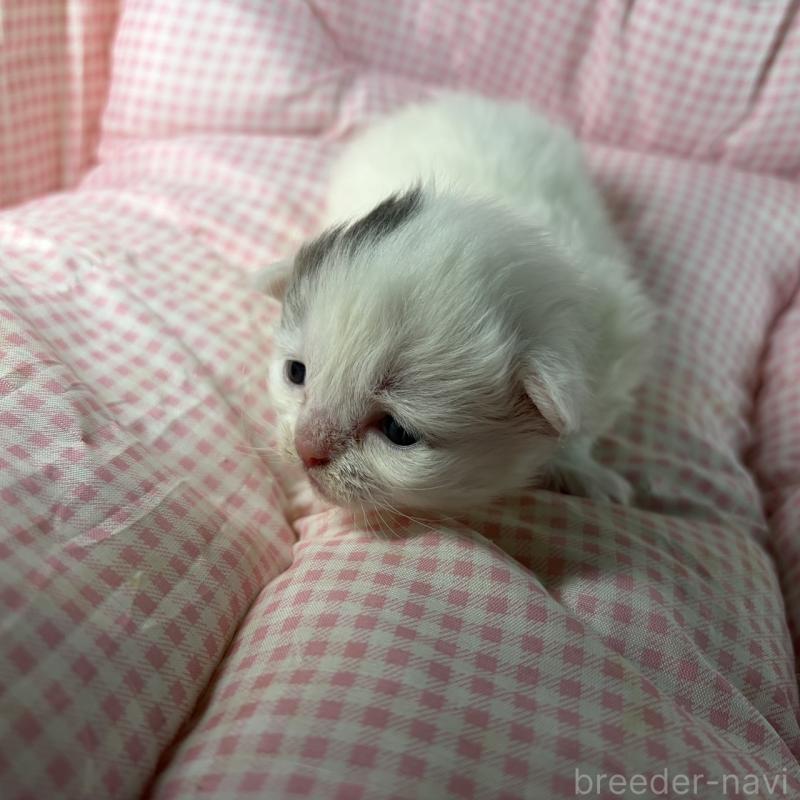 販売中の愛知県のサイベリアン-135560の3枚目