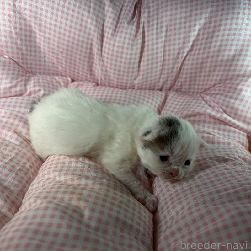 販売中の愛知県のサイベリアン-135560の2枚目