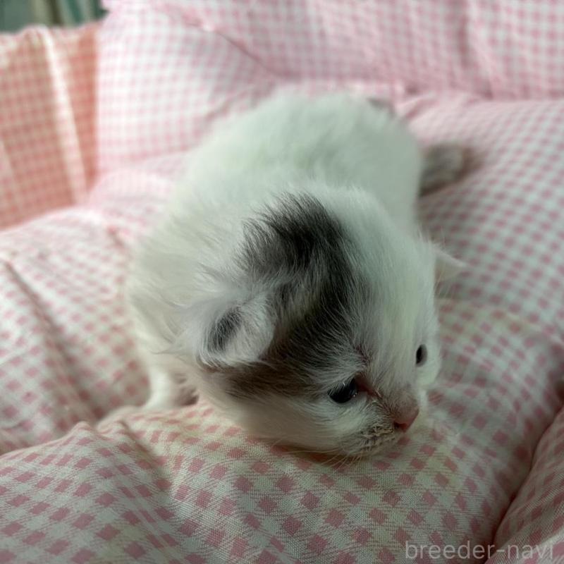 販売中の愛知県のサイベリアン-135560の1枚目