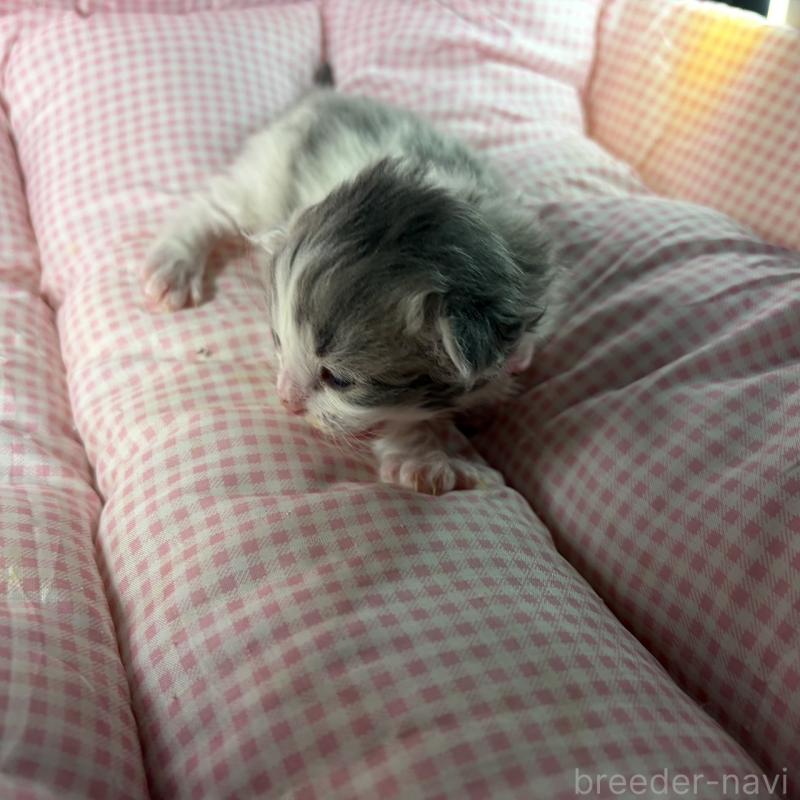 販売中の愛知県のサイベリアン-135562の10枚目